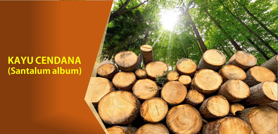 7 Khasiat Kayu Cendana untuk Kecantikan 7 Khasiat Kayu Cendana untuk Kecantikan